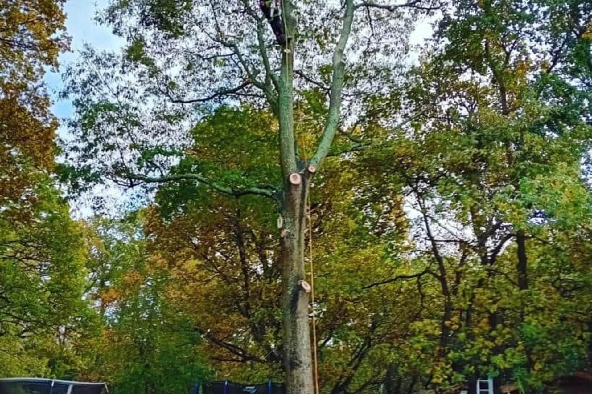 Tree Services