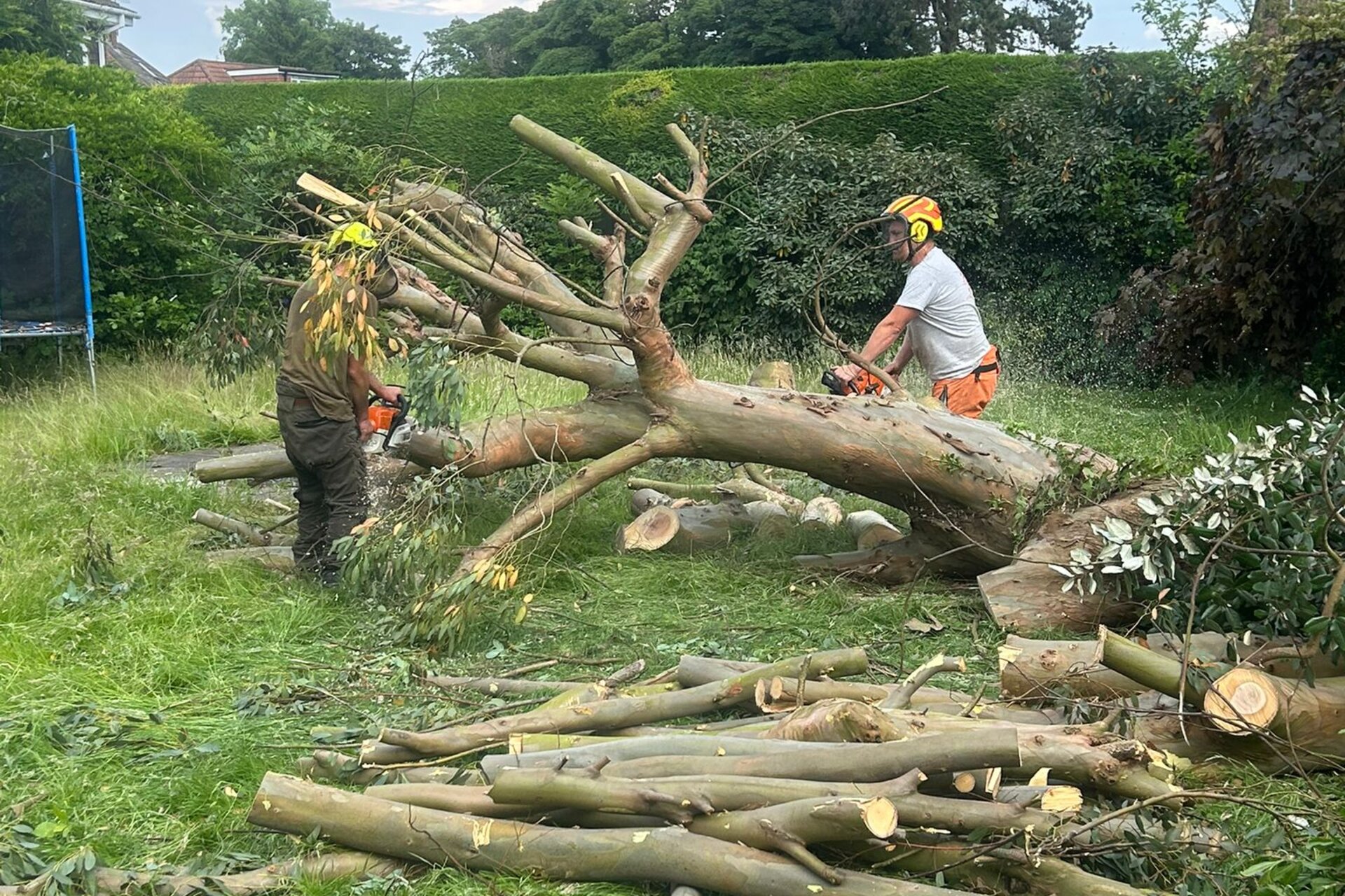 Professional tree cutting and felling service